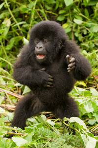gorilla
